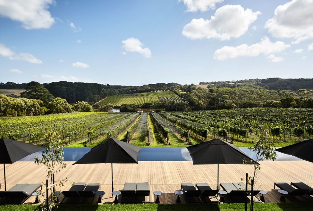 Overlooking the sculptural landscape of vines