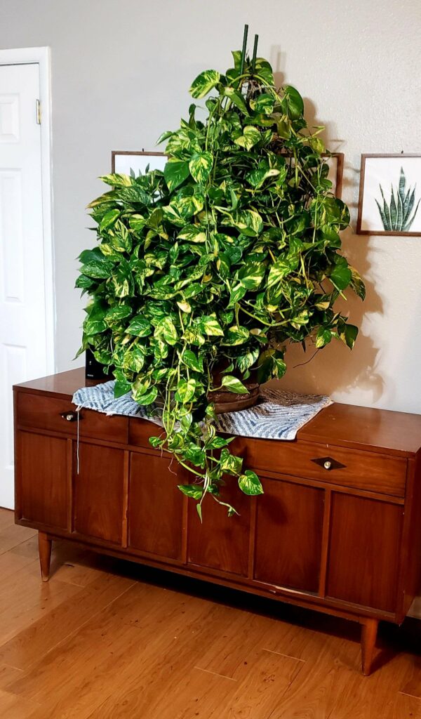 Devils ivy creeper plant on dresser 600x1024
