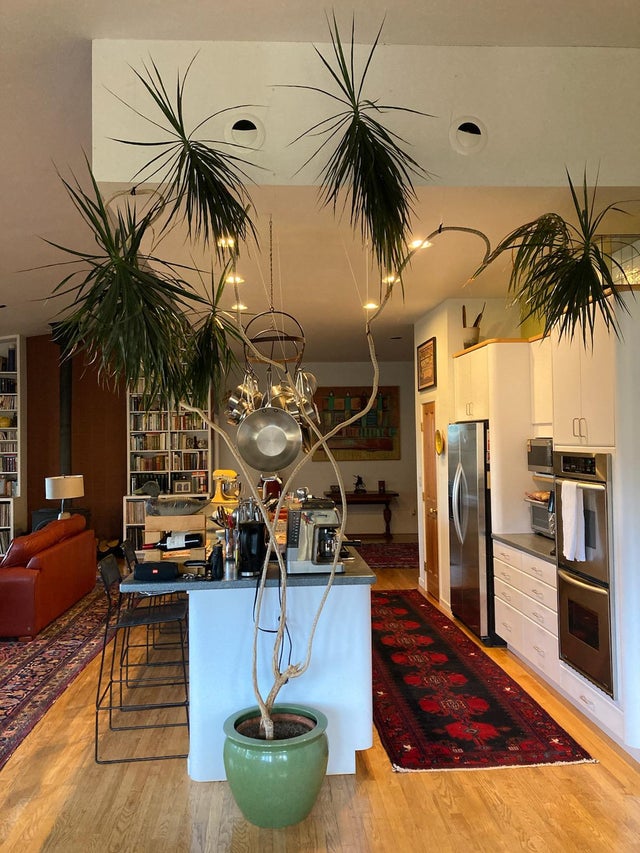 Dracena in kitchen