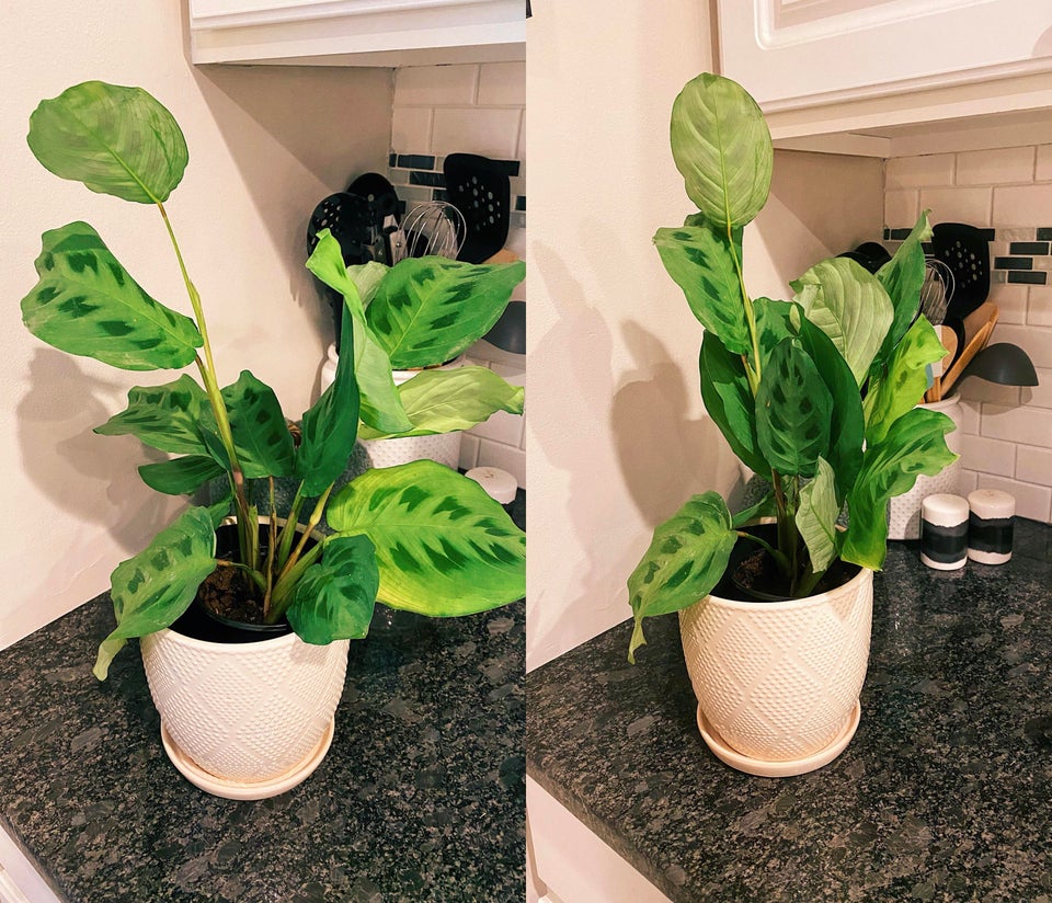Dramatic prayer plant on countertop
