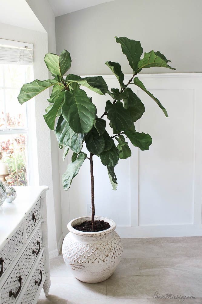 Fiddle leaf fig