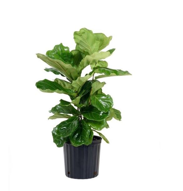 Home depot ficus