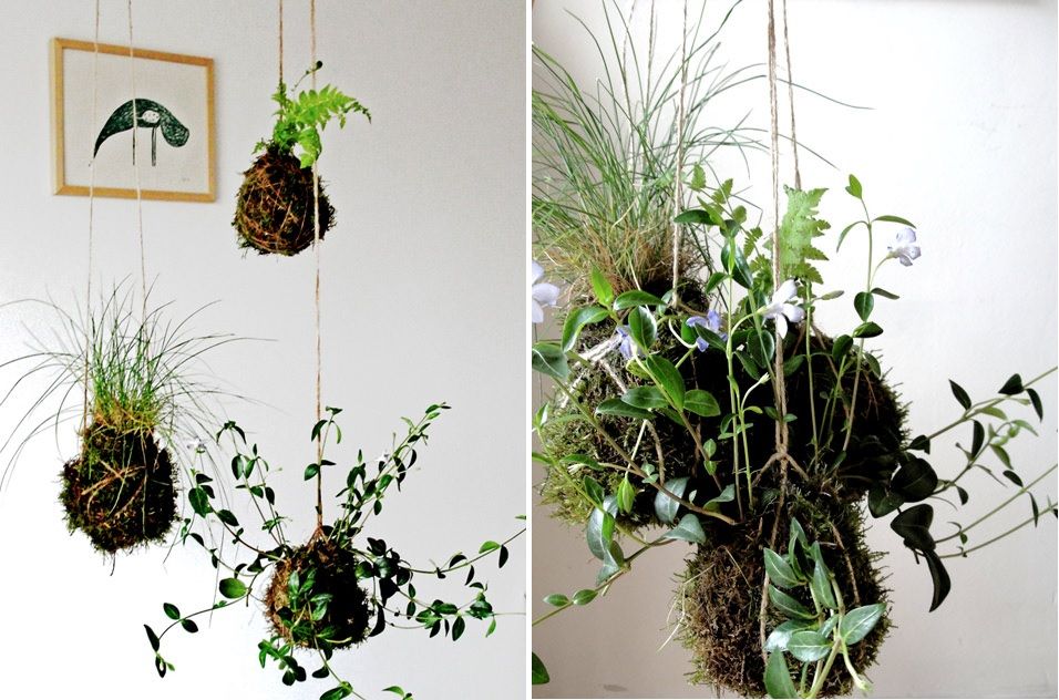 Kokedama string garden1