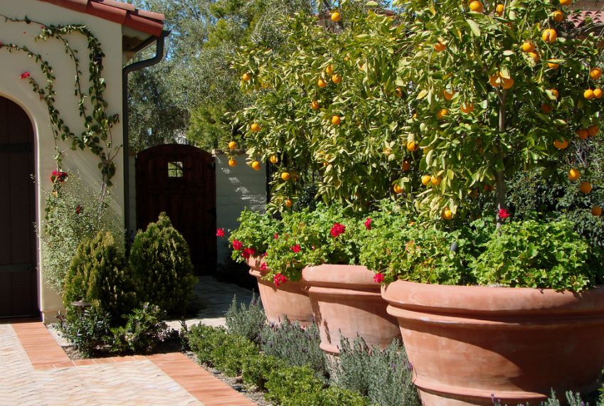 large-pots-and-planters-can-add-privacy