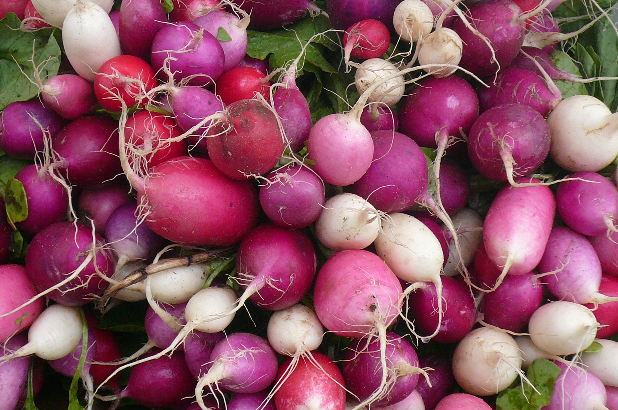 mixed radishes