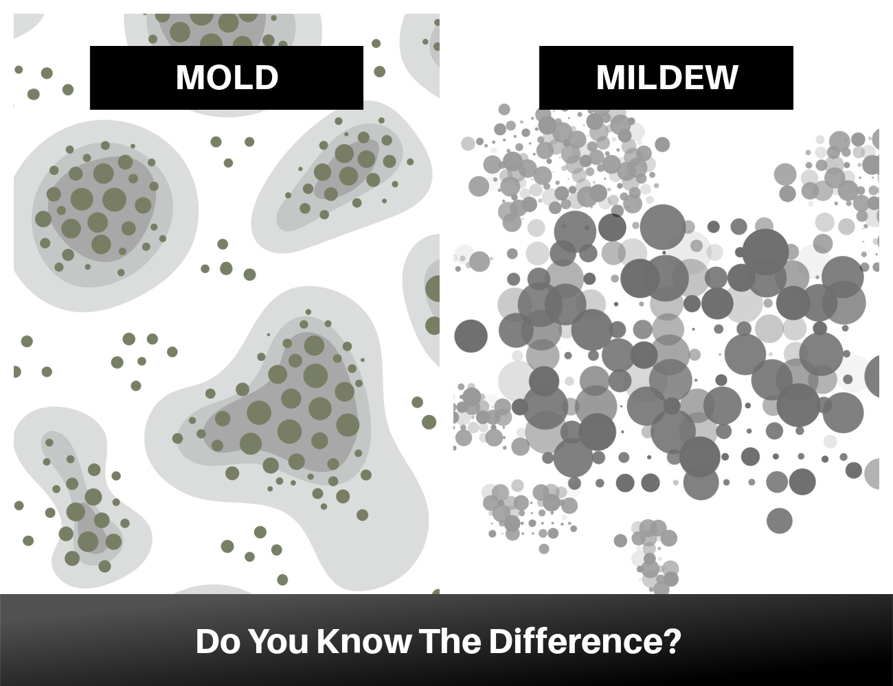 Mold Vs. Mildew: Do You Know The Difference?