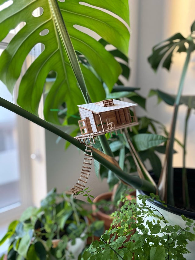 Monstera with tiny house on it