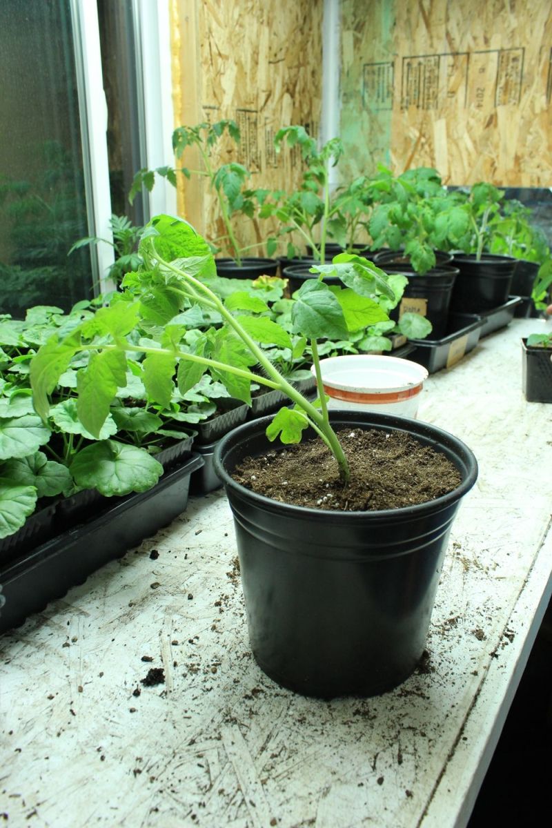 newly transplanted tomato plant leans