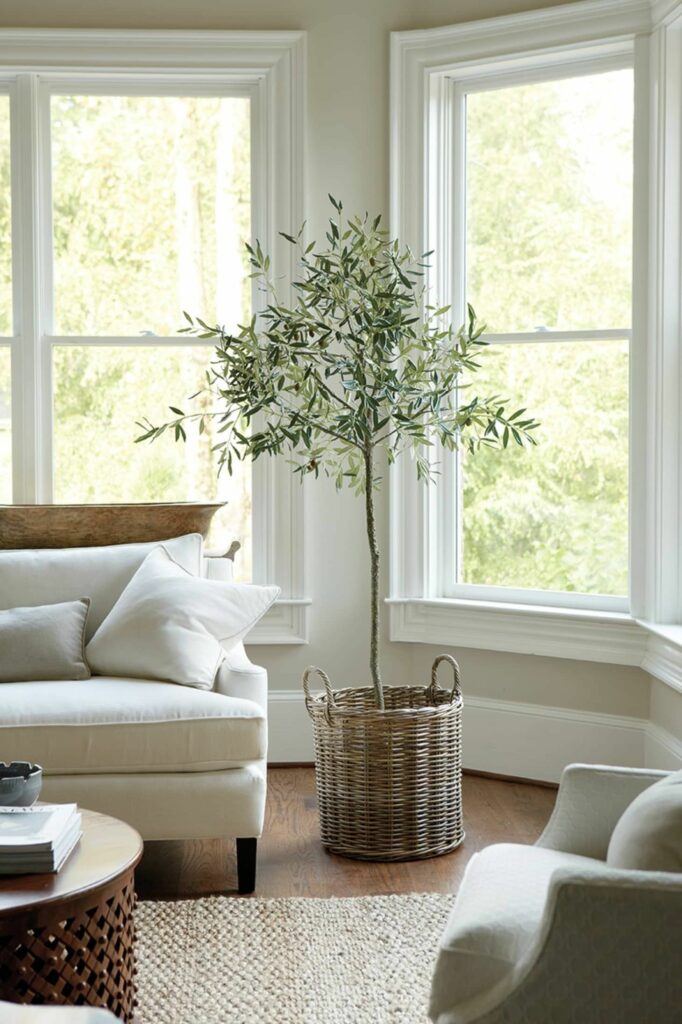 Olive tree in living room white 682x1024