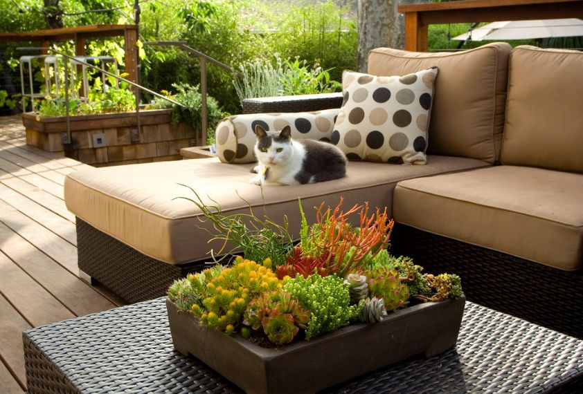 Outdoor succulent coffee table art