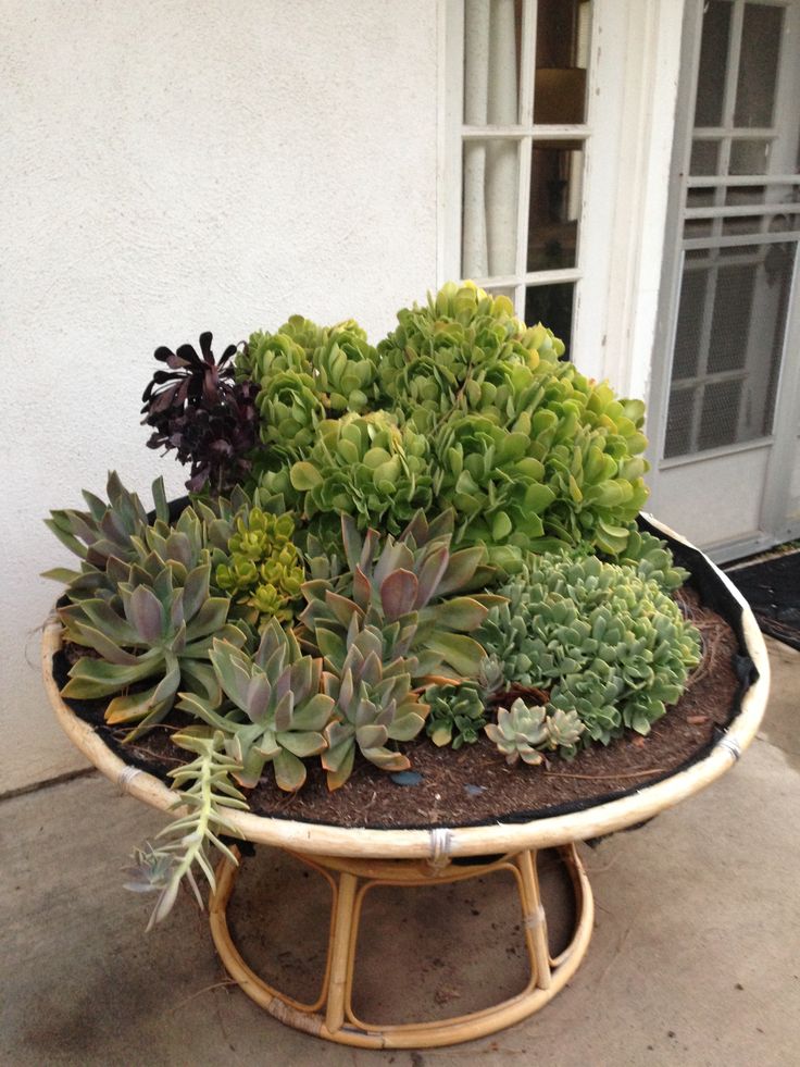 Papasan chair planter