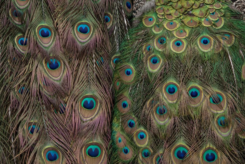 Peacock colors decorating