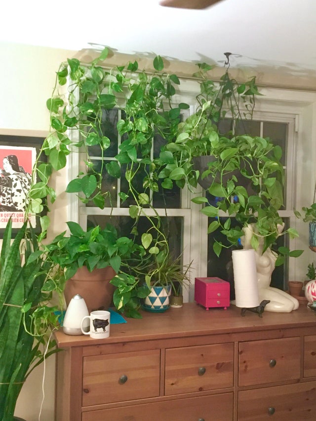 Pothos - The Plant That Keeps On Giving