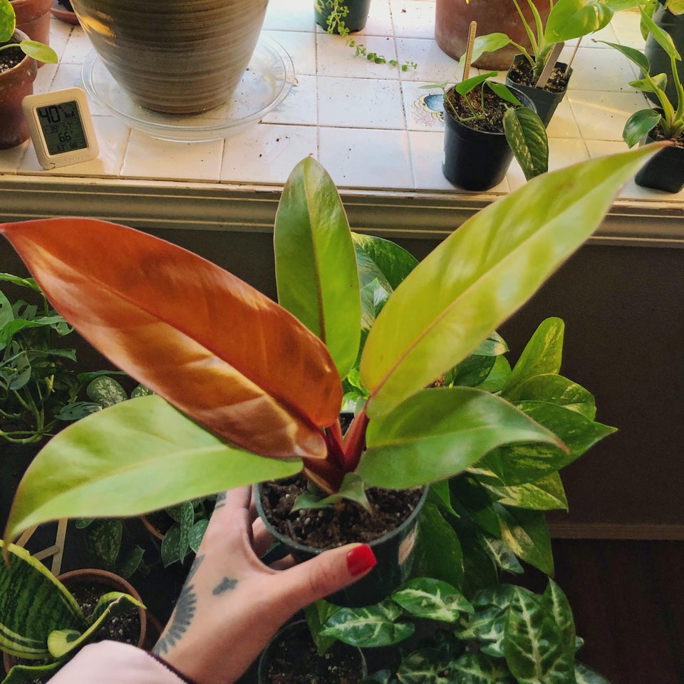 Prince of orange plant in hand