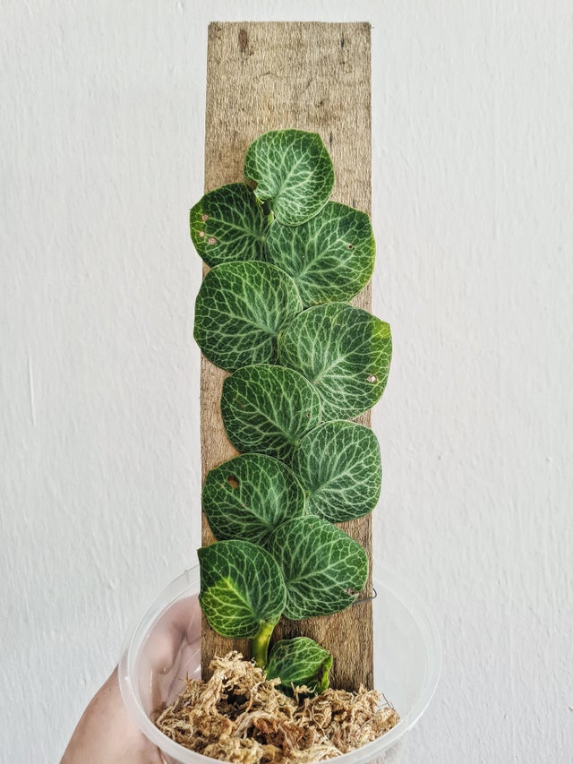 R  cryptantha shinges plant on board