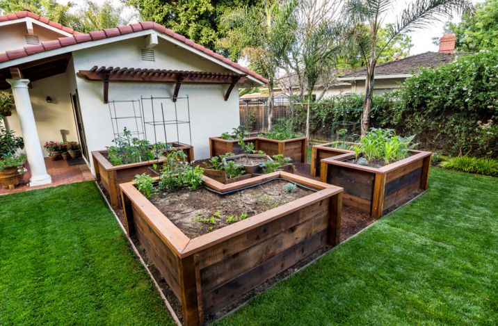 raised vegetable beds