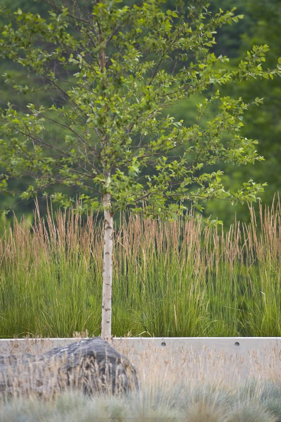 River birch tree