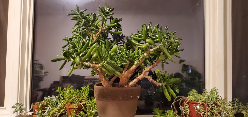 Small jade plant by window