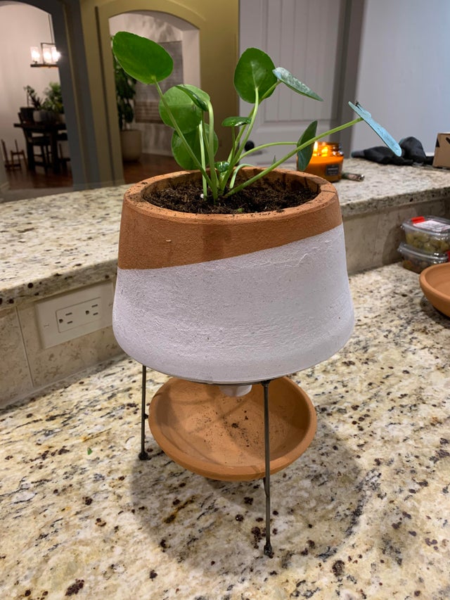 Small pileas in planter