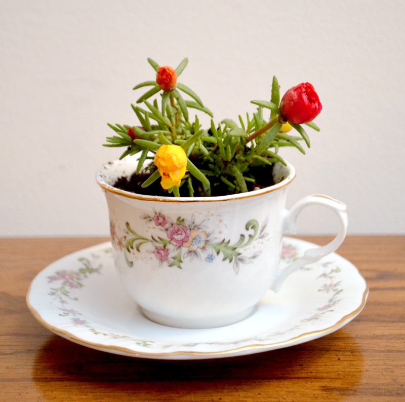 small teacup flower planter