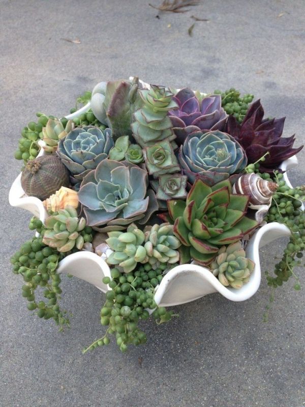 Succulent plants arrangement