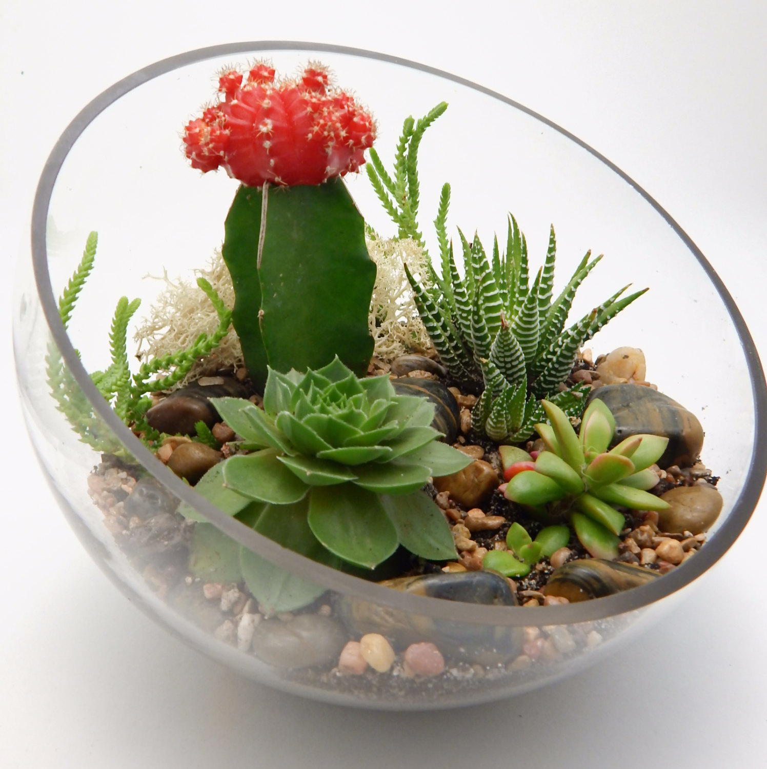 Succulent plants arrangement2