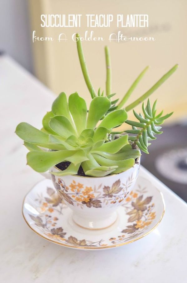 Succulent tea cup