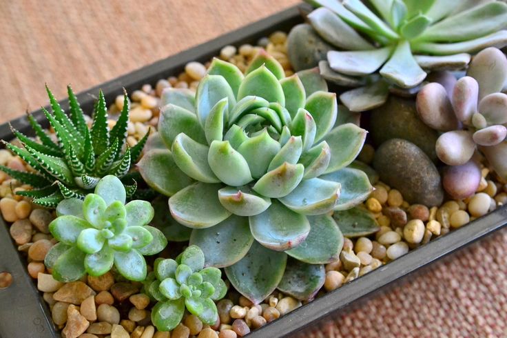 Tray with Succulent Arrangements