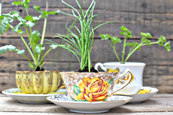 teacup-herb-favors-picture