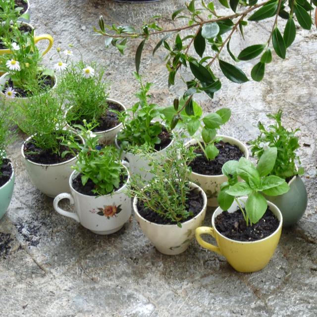 teacup planters with colorful design