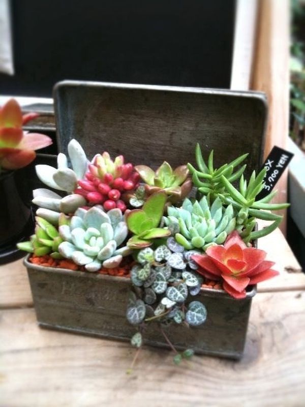 Treasure succulent centerpiece