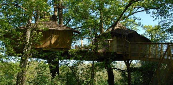 Tree houses alicourts