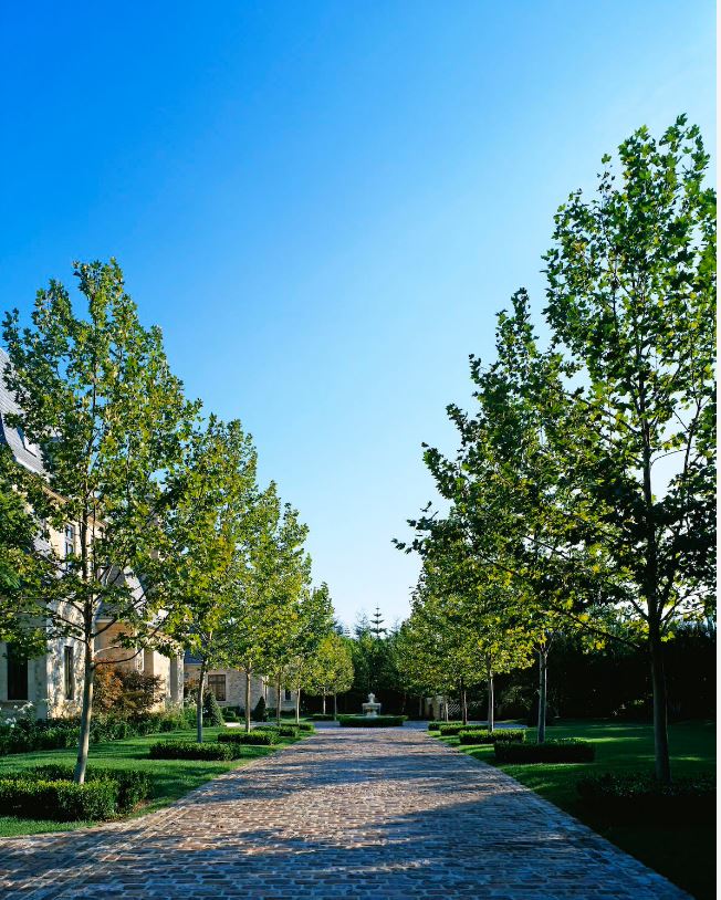 Popular Fastest-Growing Shade Trees