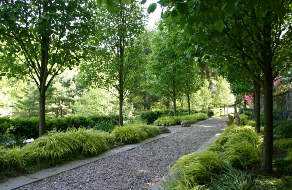 What To Consider Before Choosing A Fast Growing Shade Tree