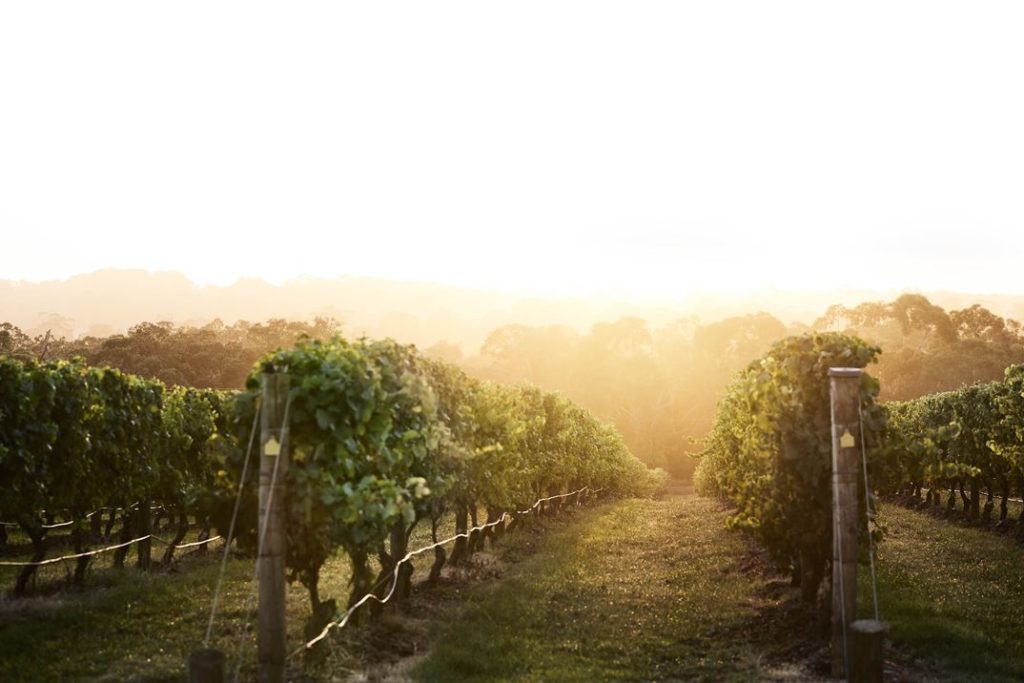 The feel of the view changes with the daylight that hits the 21-hectare vineyard.