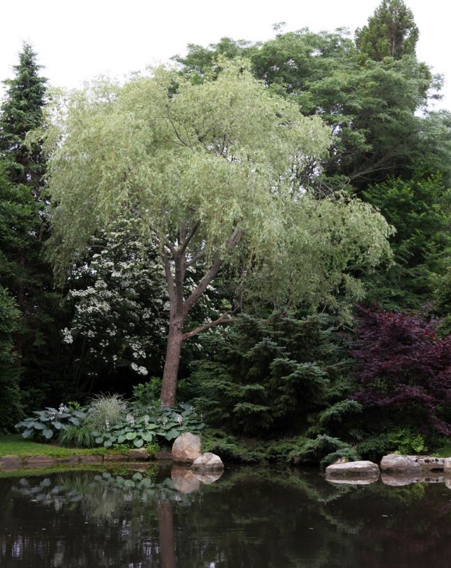 Weeping willow by pond