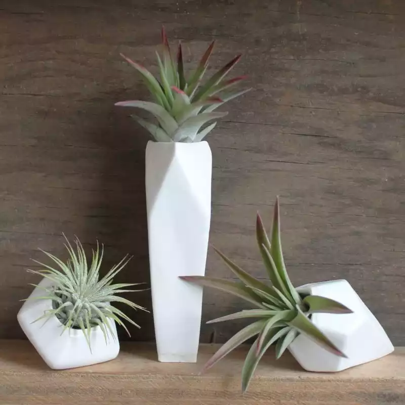 3 faceted porcelain air plants pots