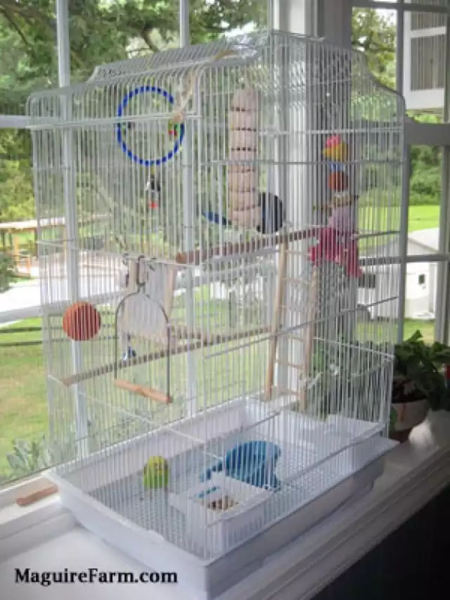 A Place For Your Pets