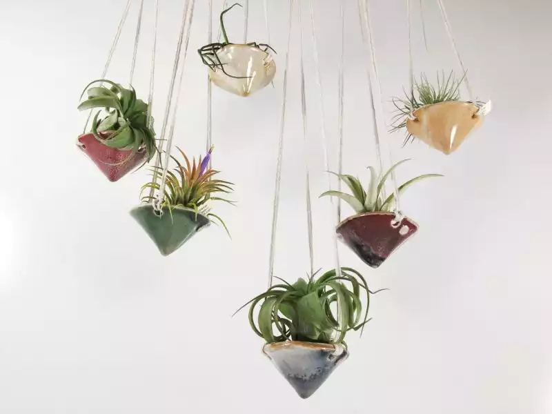 Air plant hanging planter