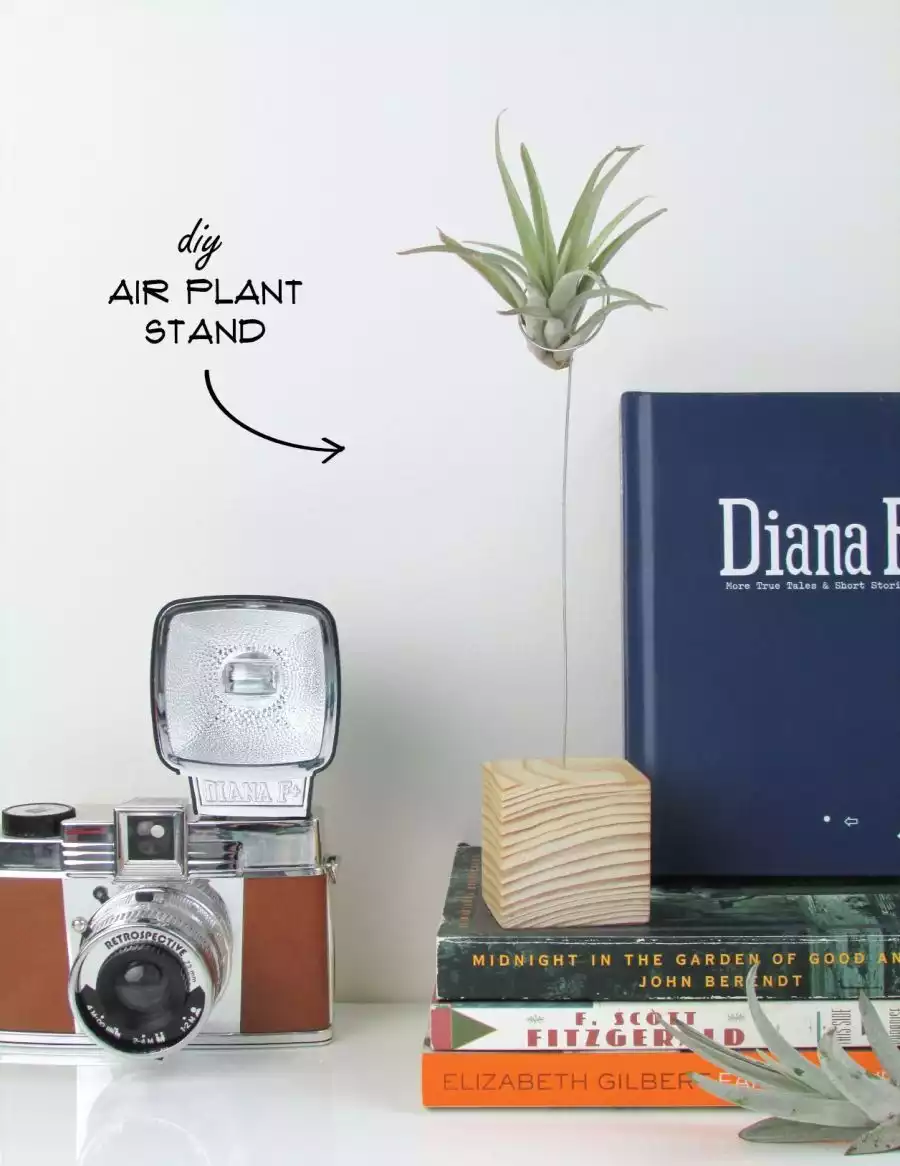 Air plant stand for desk