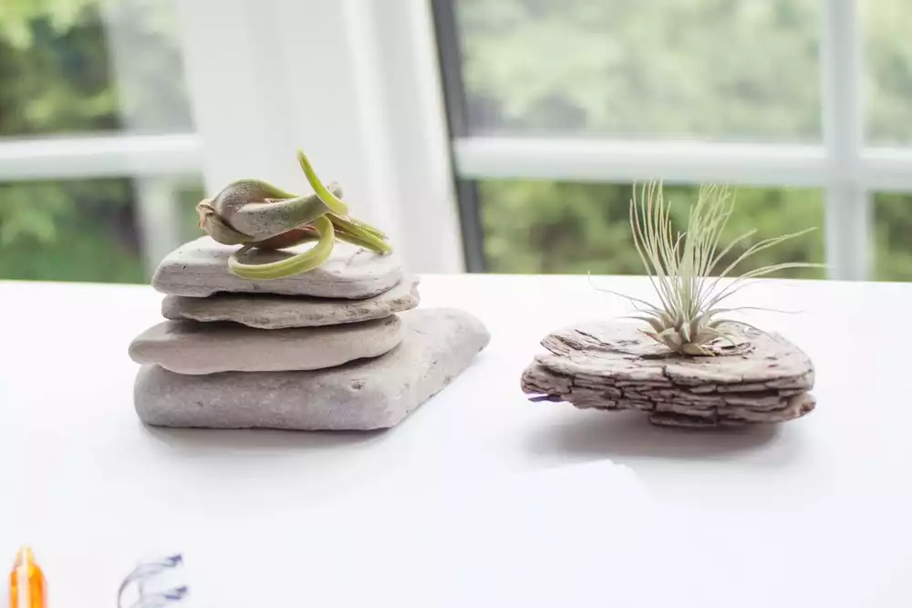 Air plants a natural way to design house