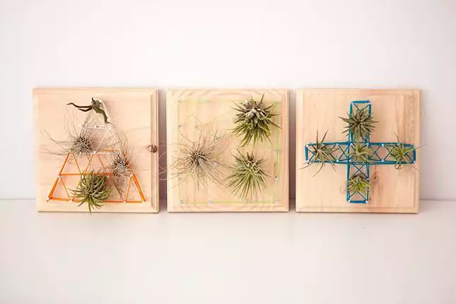 Air plants string art