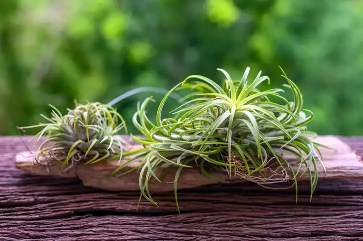 Hanging Air Plants Indoors For Healthy And Stylish Spaces