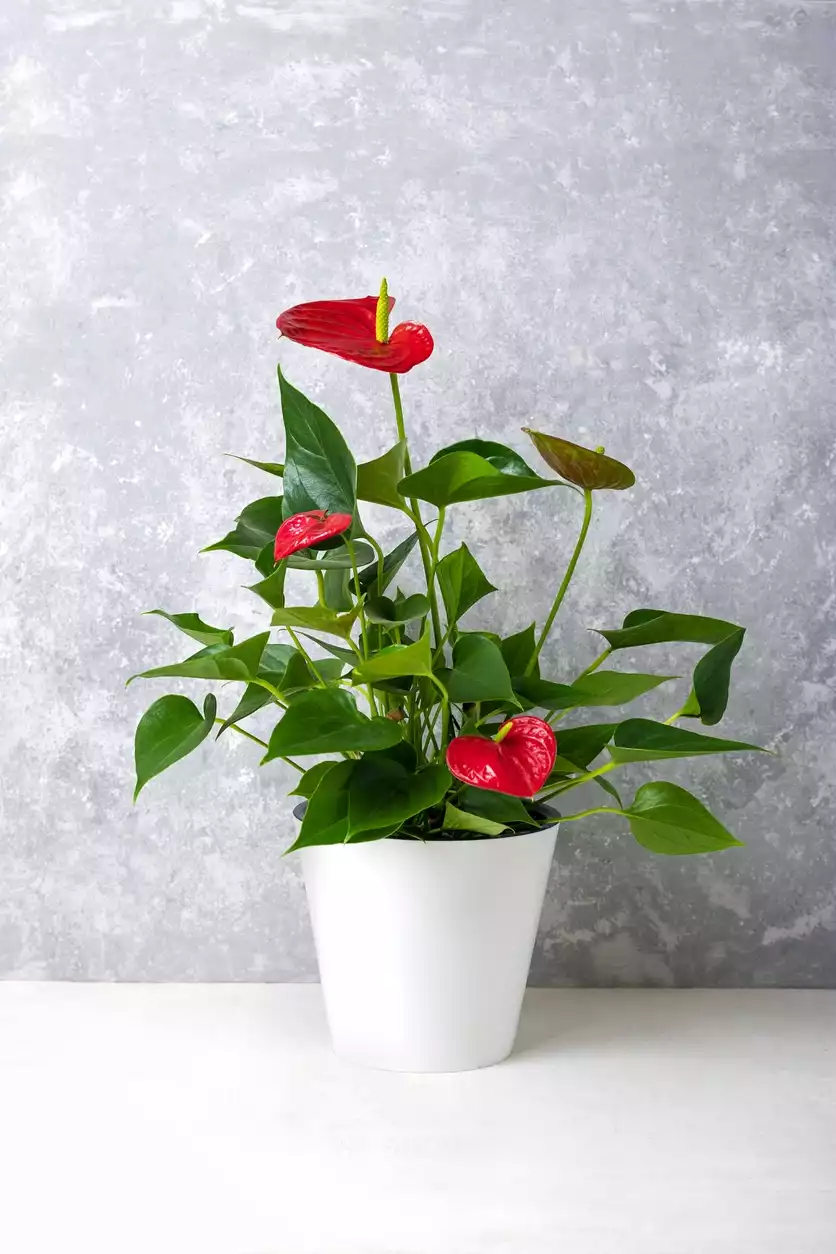 Anthurium Living room plant