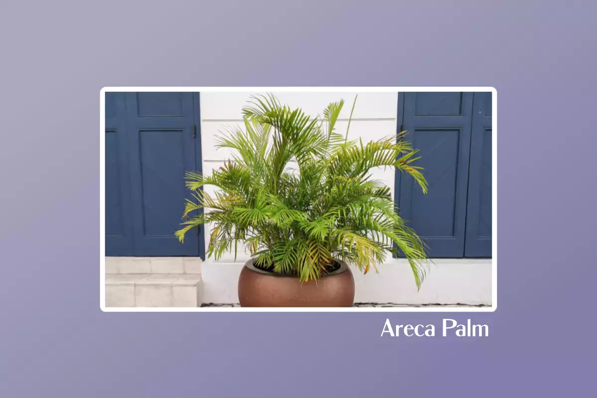 Areca Palm