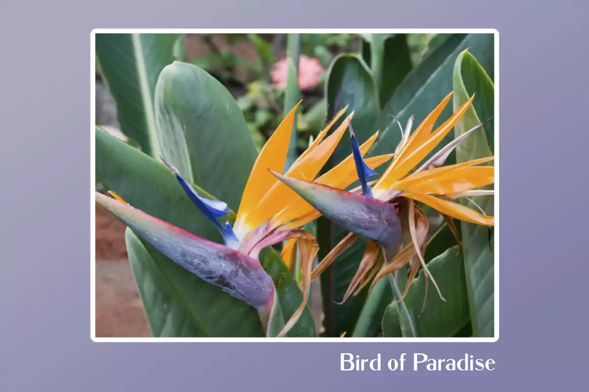 Bird of Paradise