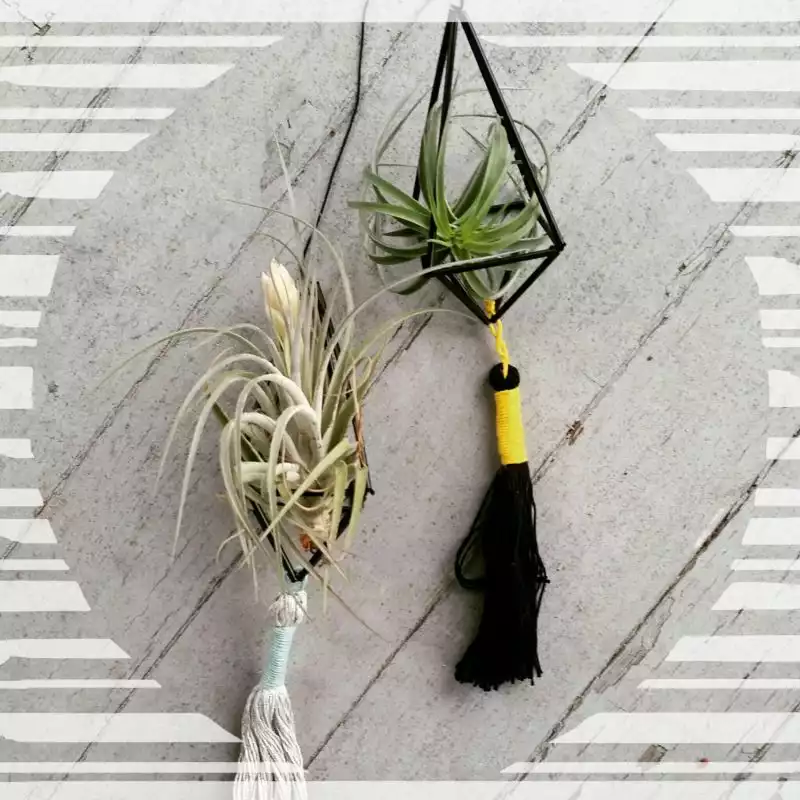 Black himmeli air plant