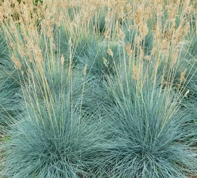 Blue Fescue Ornamental Grass