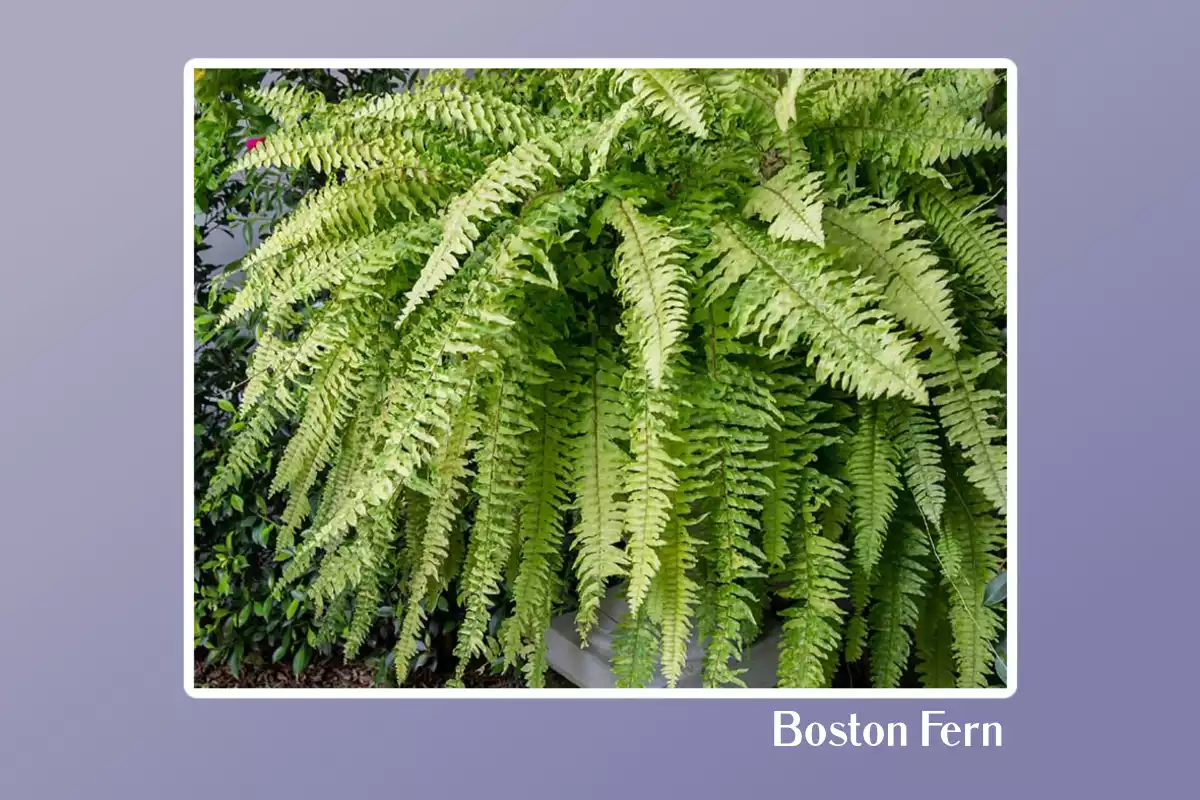 Boston Fern