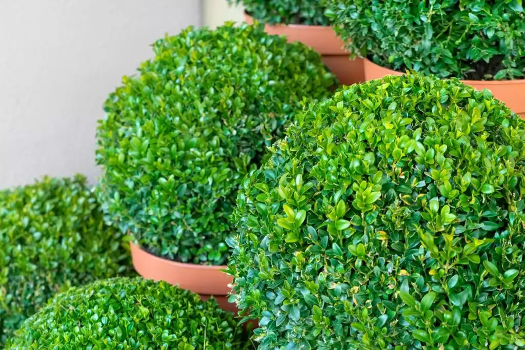 Tips for Growing and Pruning your Boxwood Topiary